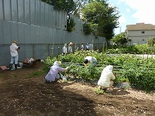 平成24年8月22日　菜園ｲﾝｽﾄﾗｸﾀｰ養成講座2012　初級前期実習17回