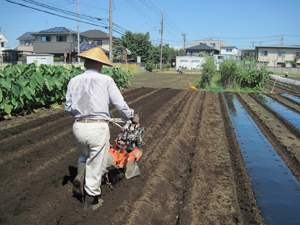 【みたか野菜収穫体験】2016年8月31日（水）